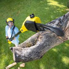  Dumfries, VA Tree Removal and Landscaping Services Pros